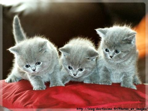 image du jeu minouchat